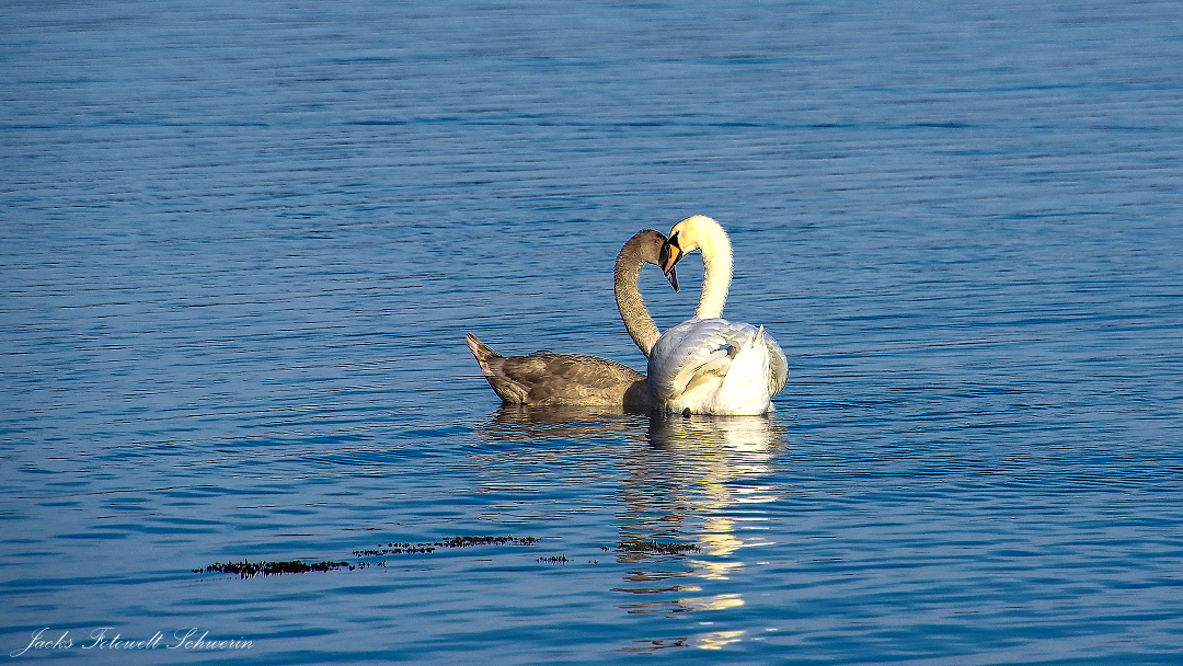 Schwanenpaar auf dem Schweriner See – Wer aufmerksam die Seen Schwerins beobachtet, der sieht häufig Schwäne. Sie gehören einfach zu Schwerin, zu Mecklenburg, zum Norden. So wie dieses Schwanenpaar auf dem Schweriner See, welches sich offenbar pudelwohl fühlt.