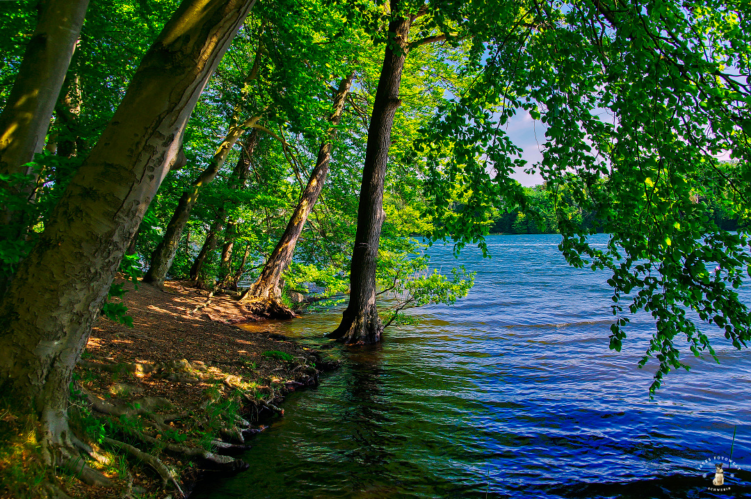 Am Neumühler See bei Friedrichsthal – Wow! Was für eine Idylle! Am Neumühler See bei Schwerin erlabt man einen atemberaubendes Naturerlebnis. Direkt am Wald liegt dieser See und ist Trinkwasserreservoir der Stadt. Hauptsache Natur - das ist die Umgebung unserer Landeshauptstadt, deren Kalender ihr auf https://fotowelt-schwerin.de findet.